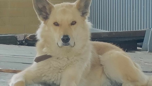 Pies we wrocławskim schronisku