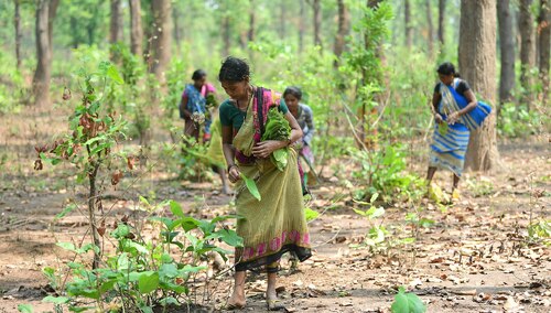 Kobiety ze stanu Chhattisgarh