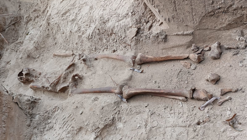 Jeden z kilkunastu szkieletów odnalezionych w gm. Dębowa Kłoda