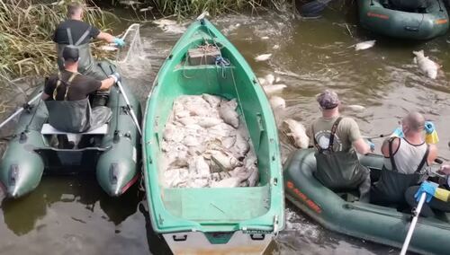 Martwe ryby w jeziorze Dzierżno Duże