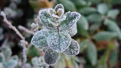Temperatura przy gruncie może spaść nawet do minus ośmiu st. C. 