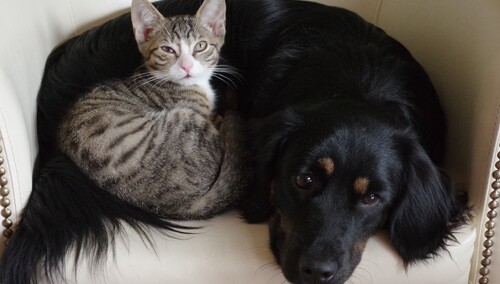 Światowy Dzień Kota kot ma codziennie!