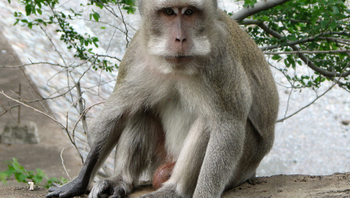 Makak krabożerny, który według Rosjan miał zostać zainfekowany wirusem