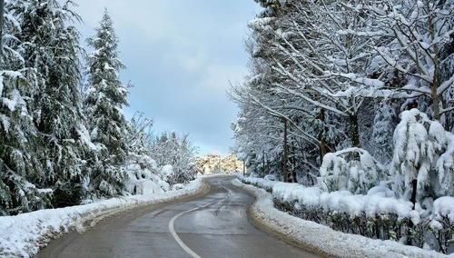 Droga / zaśnieżone drzewa