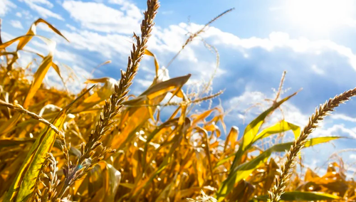 Litwa proponuje utworzenie morskiej koalicji, która zabezpieczyłaby korytarz dla eksportu ukraińskiego zboża