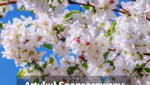 Drzewka owocowe sadzonki ze szkółki