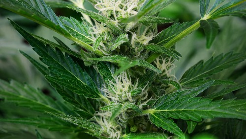 Środki odurzające w produktach Lidla? Prokurator dokonał konfiskaty