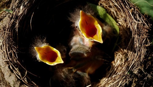 Pisklęta w gnieździe