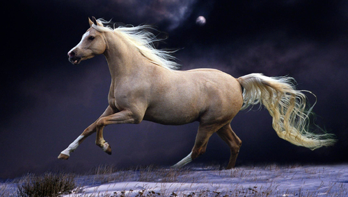 Koń arabski. Ilustracja poglądowa