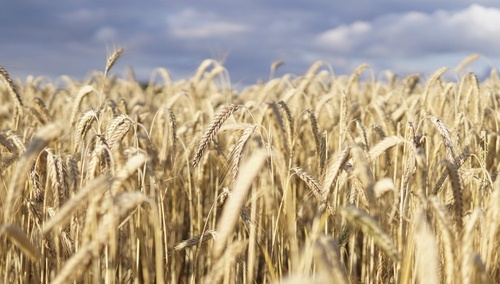 Rosjanie kradną zboże z Ukrainy