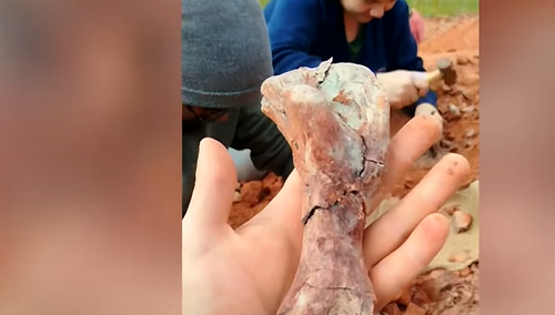 zrzut ekranu CNN Brasil