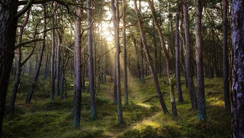Las, zdjęcie podglądowe