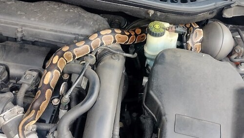 Pyton pod maską samochodu