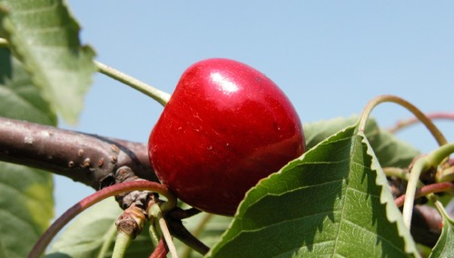 "To przestroga". Rosyjscy żołnierze mieli dostać zatrute czereśnie