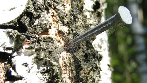Stosowany przez pseudoekologów "tree spiking" jest uważany za formę ekoterroryzmu