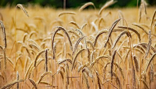 Zboże, zdjęcie poglądowe