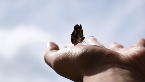 Motyl na dłoni