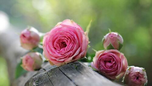 Ordo Iuris: Rzetelnie o prawach kobiet - 8 marca, godz. 16:00