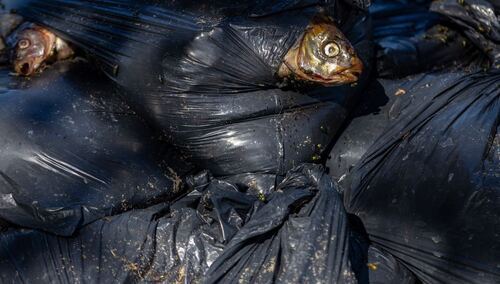 Worki z martwymi rybami z jeziora Dzierżno Duże 