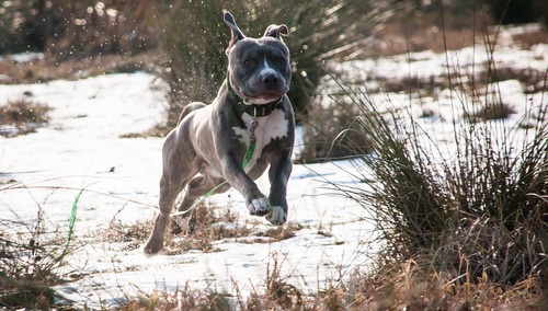 Amstaff
