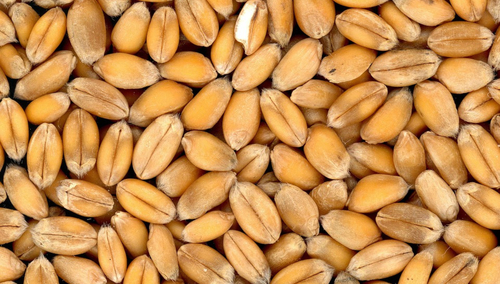 Pszenica. Zdjęcie poglądowe