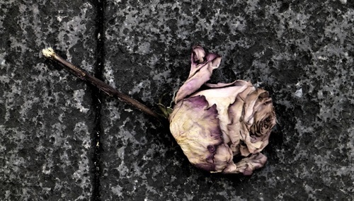 Róża. Ilustracja poglądowa