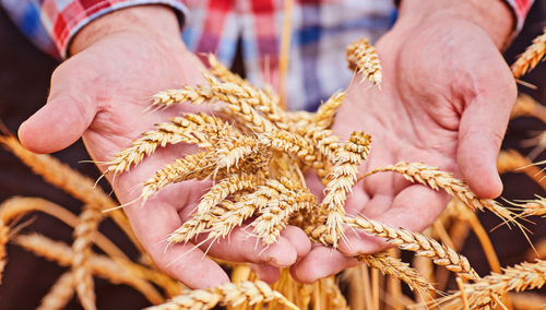 Kłosy zboża