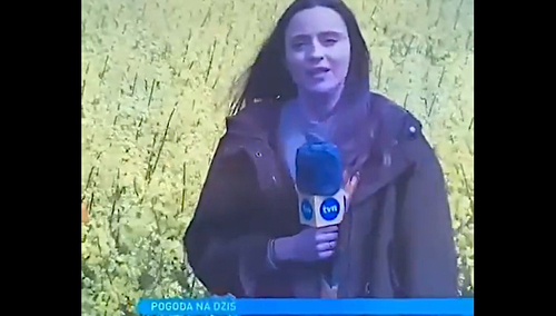 [video] "Jak pięknie i obficie kwitnie bez". Reporterka TVN pokazuje pole... rzepaku
