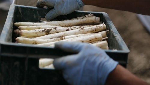 Zbiór szparagów. Ilustracja poglądowa