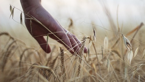 Ewangelia na XVI Niedzielę Zwykłą z komentarzem [video]