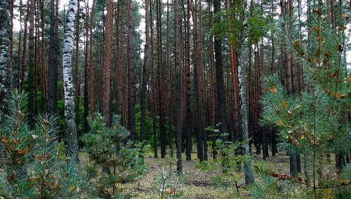 Las. Zdjęcie ilustracyjne