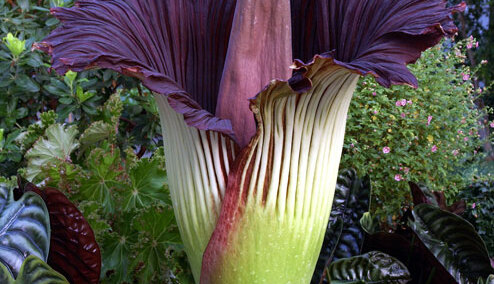 To nie zdarza się często! Dziś zakwitnie warszawskie dziwadło olbrzmie...