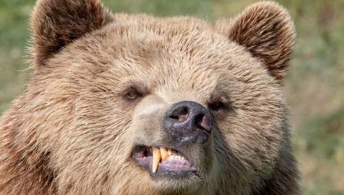 niedźwiedź - zdjęcie ilustracyjne