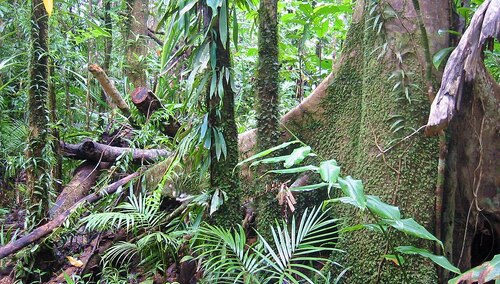 Australijski las tropikalny