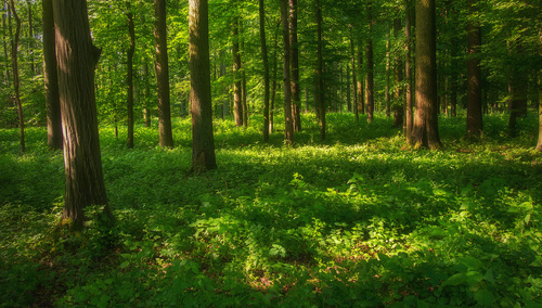 Polski las, zdjęcie poglądowe