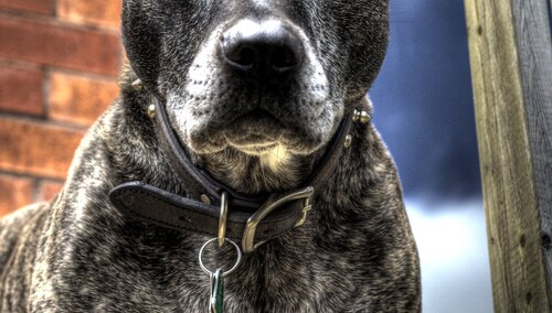 Nie żyje 12-latek z Przemyśla pogryziony przez amstaffa