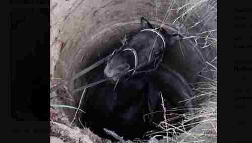 Koń wpadł do studni. Akcja ratunkowa trwała 8 godzin