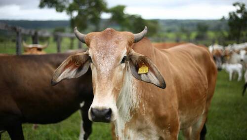 Hodowla bydła - zdjęcie ilustracyjne