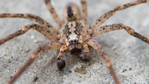 Niepokojące wieści z Niemiec. "Rozprzestrzenia się jadowity pająk Nosferatu"