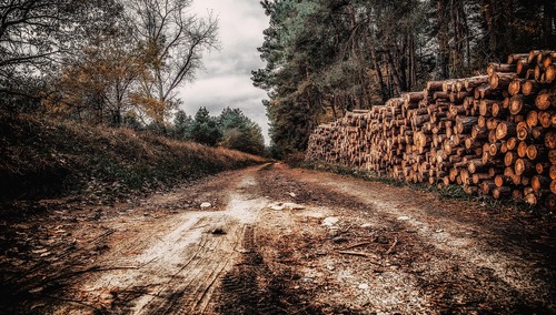 Wycinka drzew / zdjęcie poglądowe