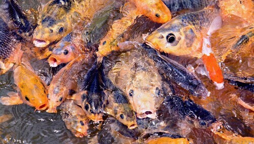 Śnięte ryby - zdjęcie poglądowe