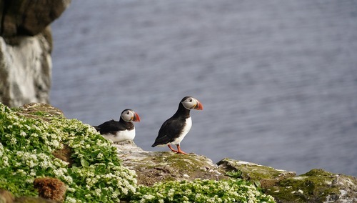 Wyspa Skomer