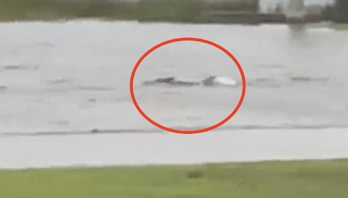 rekin na ulicach miasta