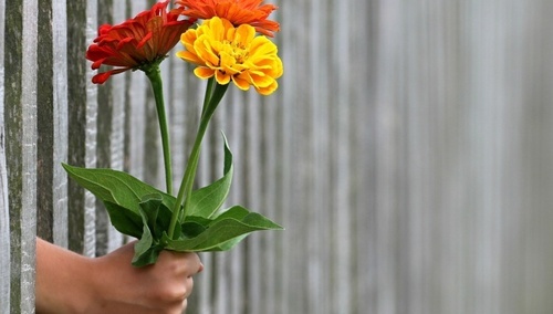 Kwiat / zdjęcie poglądowe