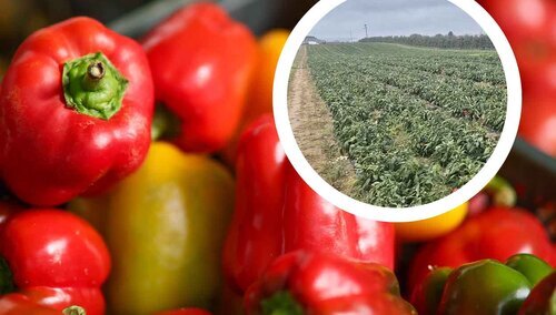 Zrozpaczony rolnik oddaje papryki za darmo