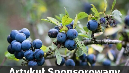 Śliwa w Twoim ogrodzie