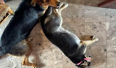 psy przyjęte przez Glapińskich 