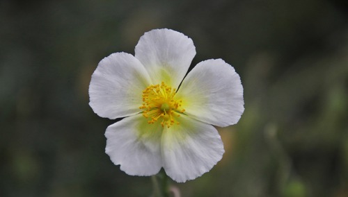 "Szlachetność, czystość, wierność". Odpowiedź Centrum Życia i Rodziny na "Tęczowy Piątek"