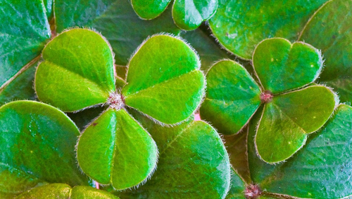 Koniczyna. Symbol Irlandii