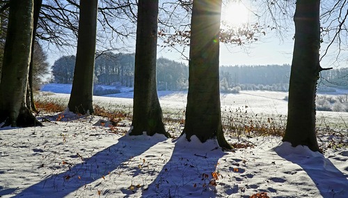 las zimą - zdjęcie ilustracyjne